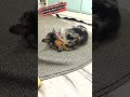 Such A Whirlwind lol But Sweet #puppy #pets #dog #australianshepherd #shorts #short #viral #fun