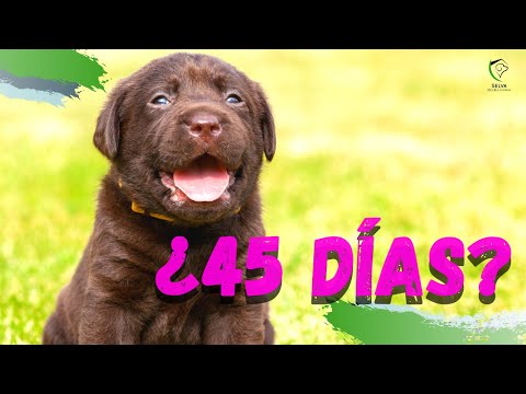 Vídeo: Nuevas Madres Y Padres Cachorros: Cómo Relacionarse Entre Sí