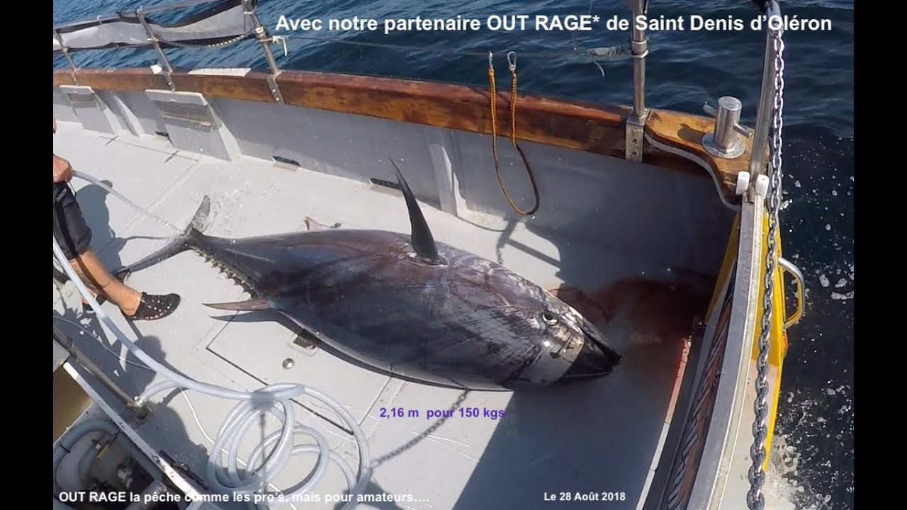 Pêche au THON le 28-08-18, au large de Saint Denis d'Oléron.