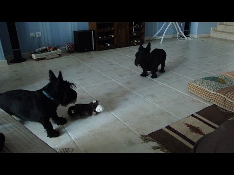 Scottish Terriers don't trust laughing toy monkey