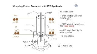 Respiration: Proton Pumps and ATP Synthesis