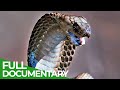 Spits  stings  animal armory  episode 5  free documentary nature