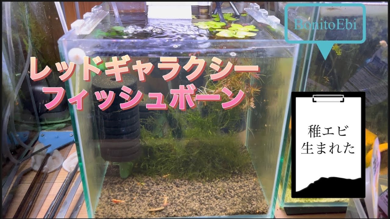 レッドギャラクシーフィッシュボーン 稚エビ生まれた - YouTube