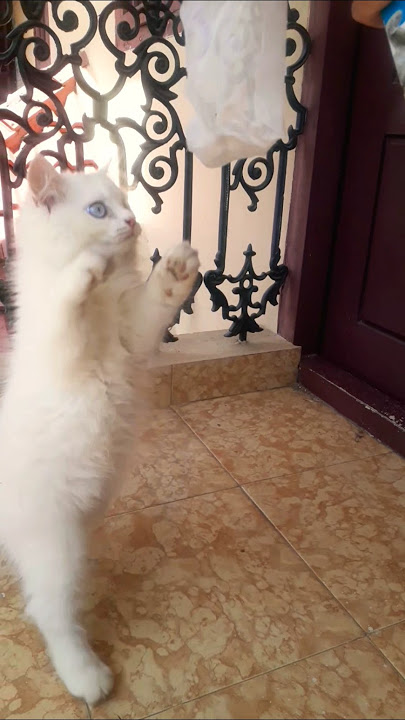 #Funny Cat Reaction #Shorts
