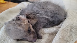 Saving a fox pup from a fur farm (graphic content)