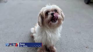 Pet Connection Reese 10-9-25