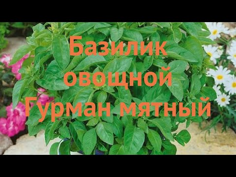 Базилик овощной Гурман мятный (gurman myatnyy) 🌿 обзор: как сажать, семена базилика Гурман мятный