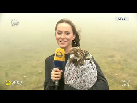 თბილისის ზოოპარკის საჩუქარი ბუნებას 2 წლის მთის არწივი ბუნებრივ გარემოს დაუბრუნდება