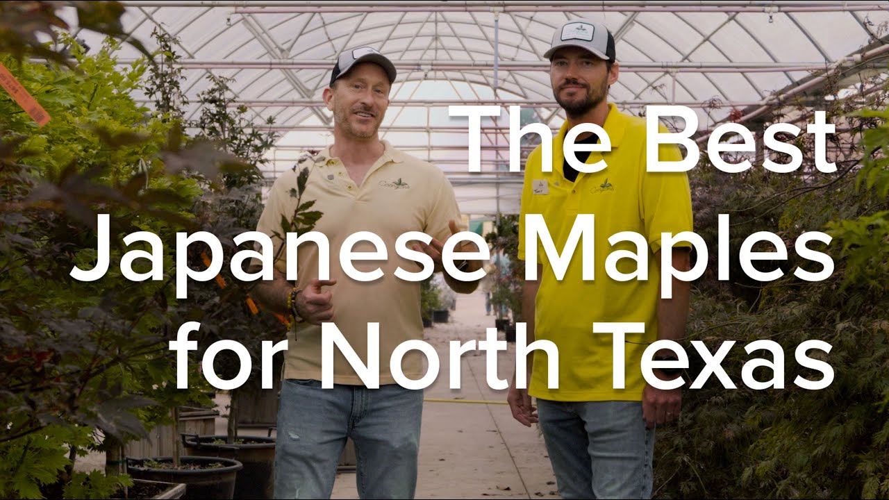 Best Japanese Maples for North Texas - Let's Grow Together - YouTube