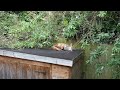 A fox has a sleep on the garden shed roof 