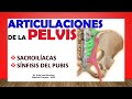 🥇 Articulaciones de la PELVIS - (SACROILÍACAS - SÍNFISIS DEL PUBIS)