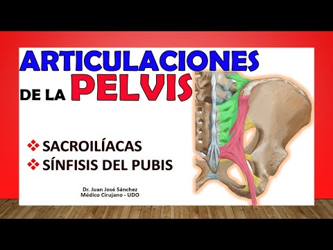 Video: ¿En la sínfisis están cubiertas las superficies articulares de los huesos?