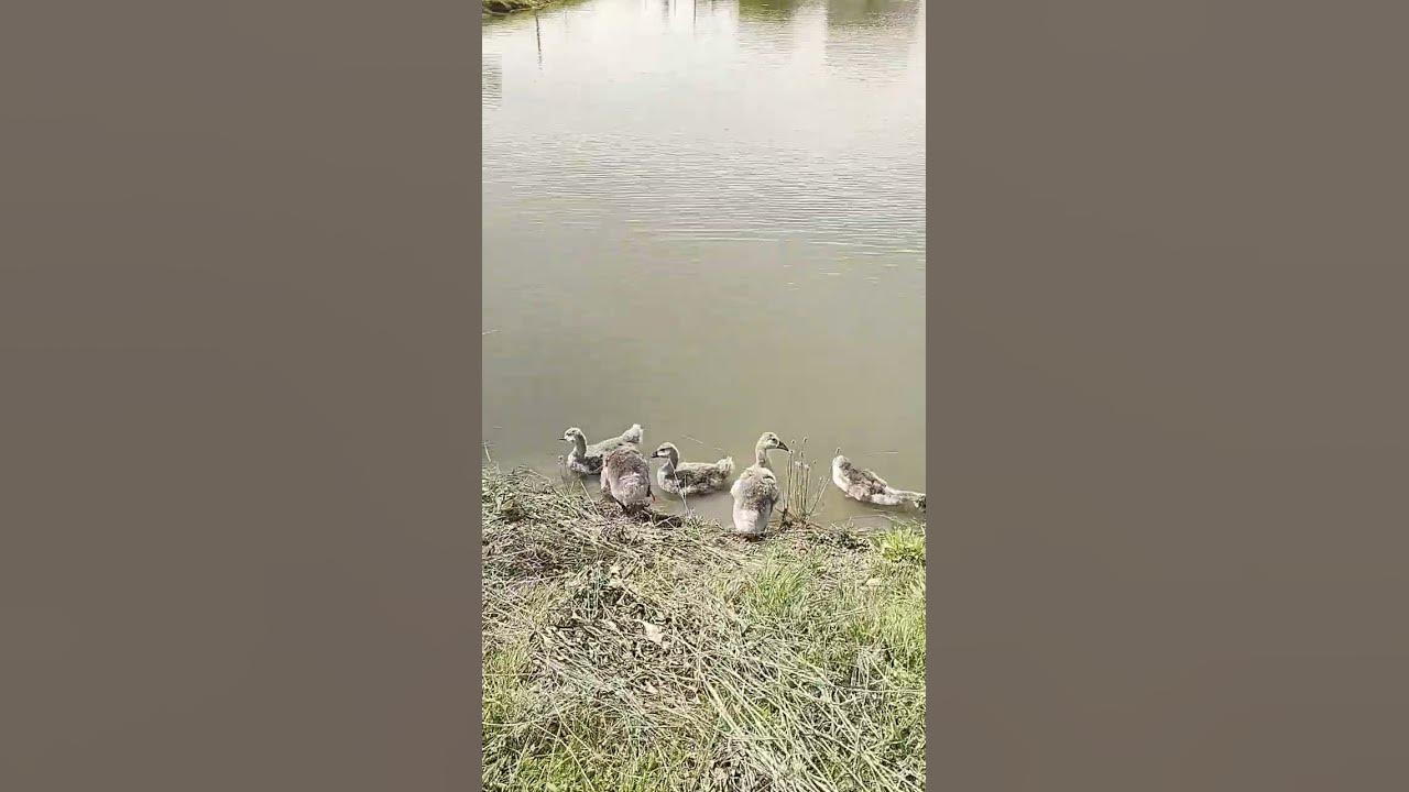 маленькі гусенята #відеодлядітей #дитяче_відео #природаукраїни #гуси # ...