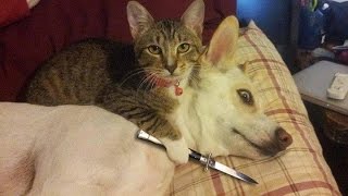 Funny Cats vs Dogs Compilation - YouTube