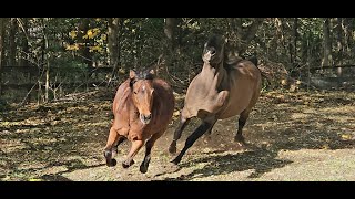 Drone footage of Horses being lunged