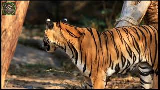 Siberian Tigers - Big Cats Wild Documentary (HD 720p) | Forest Video || #nature #trending #wildlife