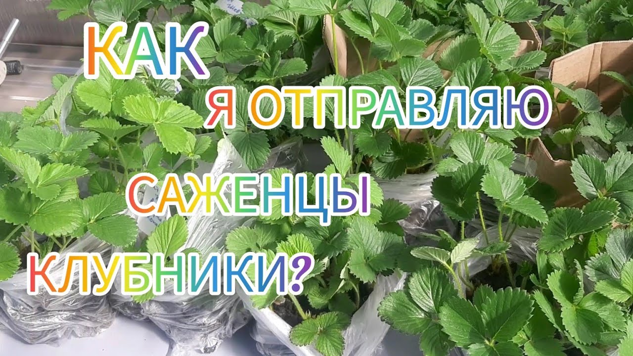 Отправляем посылки, собираем и продаём огурцы. Ремонт шуруповерта ...
