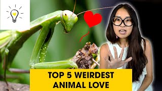 Top 5 weirdest animal love