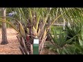 Beccariophoenix Madagascariensis In Flower At Gizella Kopsick Palm Arboretum