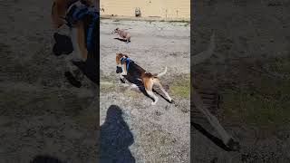 Celebrity Remi, Roo, Copper and the RC car Profile