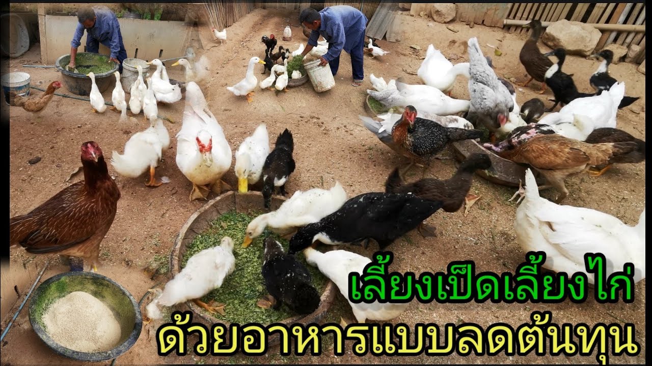พาชมบรรยากาศ​การเลี้ยงเป็ดเลี้ยงไก่ที่ฟาร์ม​ยามเย็น​ๆ