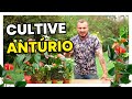 ANTÚRIO- A FLOR MAIS PROCURADA! | MURILO SOARES