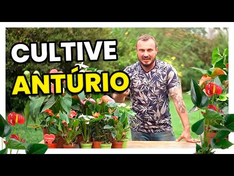 Vídeo: O que é alho branco alemão: dicas para cultivar bulbos de alho branco alemão