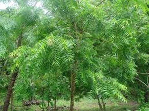 Benefits of neem tree