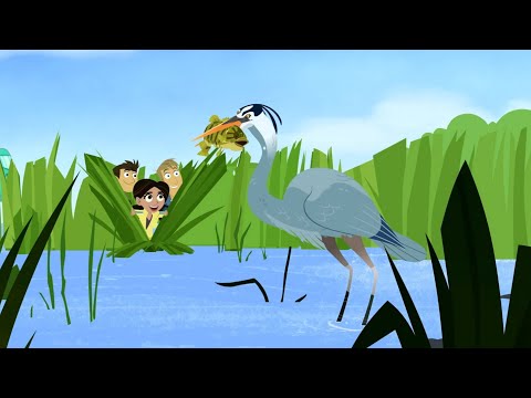 wild kratts - blue heron - full episode in English - HD Kratts series