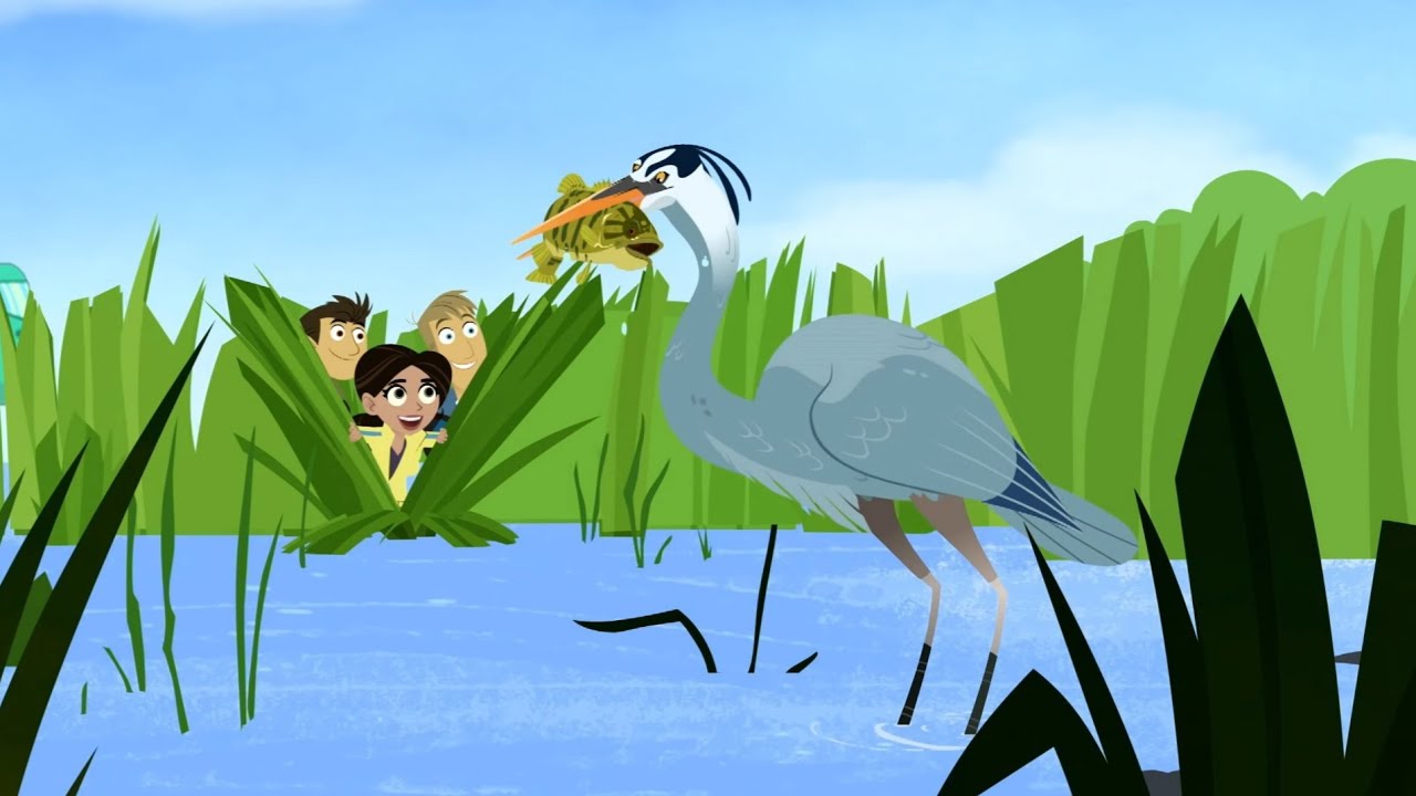 Wild kratts   blue heron   full episode in English   HD Kratts series