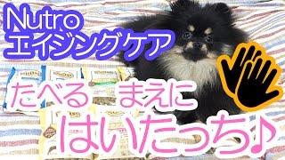 【はなポメ】Nutro避妊去勢犬用のエイジングケアはあまり気に入らなかったポメラニアン【#146】