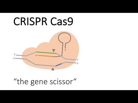 Video: Jednostupňová Genetická Korekcia Pacientov S IPSC Odvodenými Z Hemoglobínu E / Beta-talasémie Systémom CRISPR / Cas9