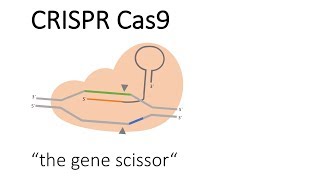 Crispr Cas9 - The Gene Scissor