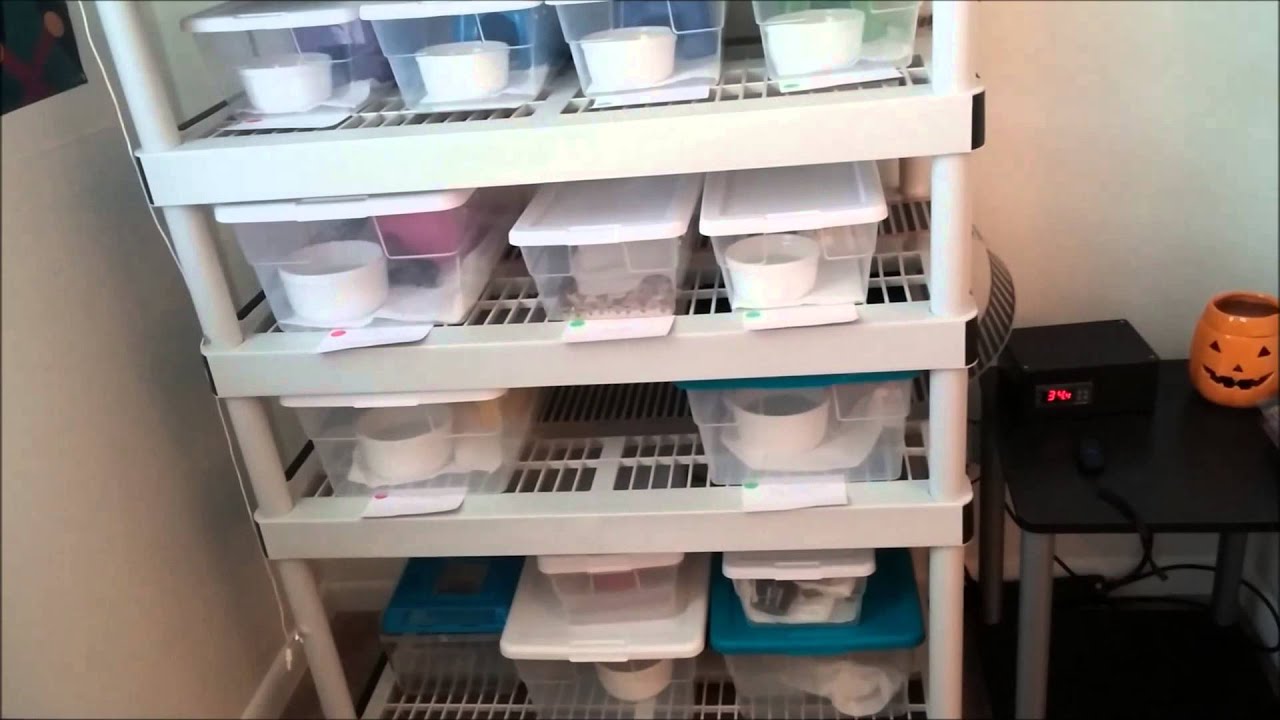 snake room temperature Sept. Snake Update part 1