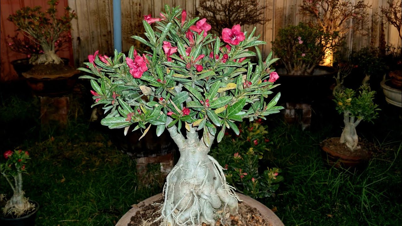 ต้นชวนชม ต้นไม้มงคลสวยๆไอดีไลน์. @littlegarden 