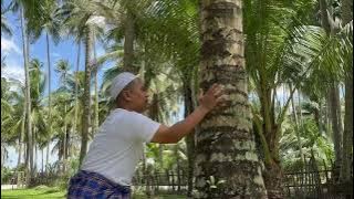 Tok Babah & Tok Moh di pokok kelapa #comedy