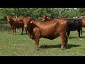 Beef Master Texas Rocking RB Cattle Company - Campo - Mundo del Campo