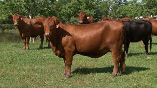 Beef Master Texas Rocking RB Cattle Company - Campo - Mundo del Campo