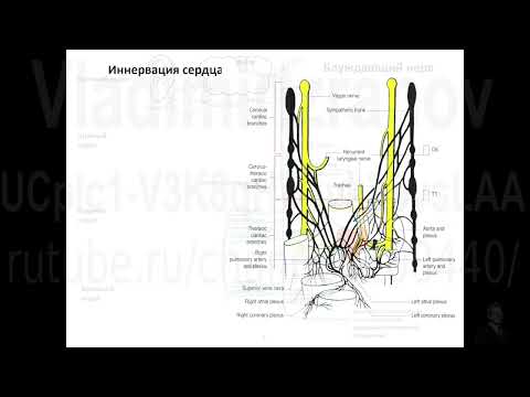 Иннервация сердца