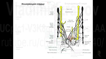 Иннервация сердца