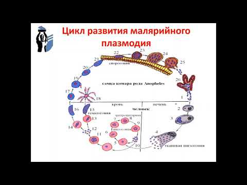Лекция 2 Основные паразитарные болезни человека