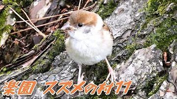 眼福すずめ11 野鳥観察 スズメ 雀 巣立ち雛 かわいい Cute Sparrows スズメの集団 群れ Mp3