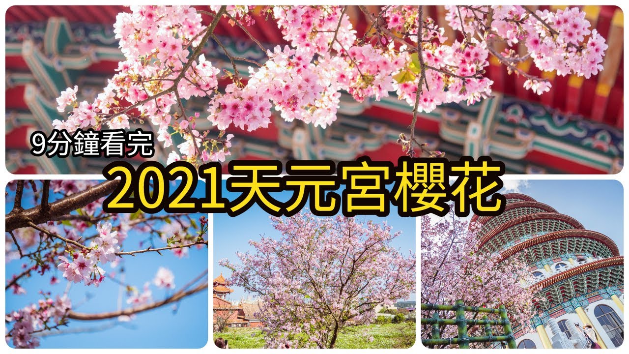 Download 台北淡水天元宮櫻花步道 Daily Movies Hub Download 台北淡水天元宮櫻花步道 Daily Movies Hub