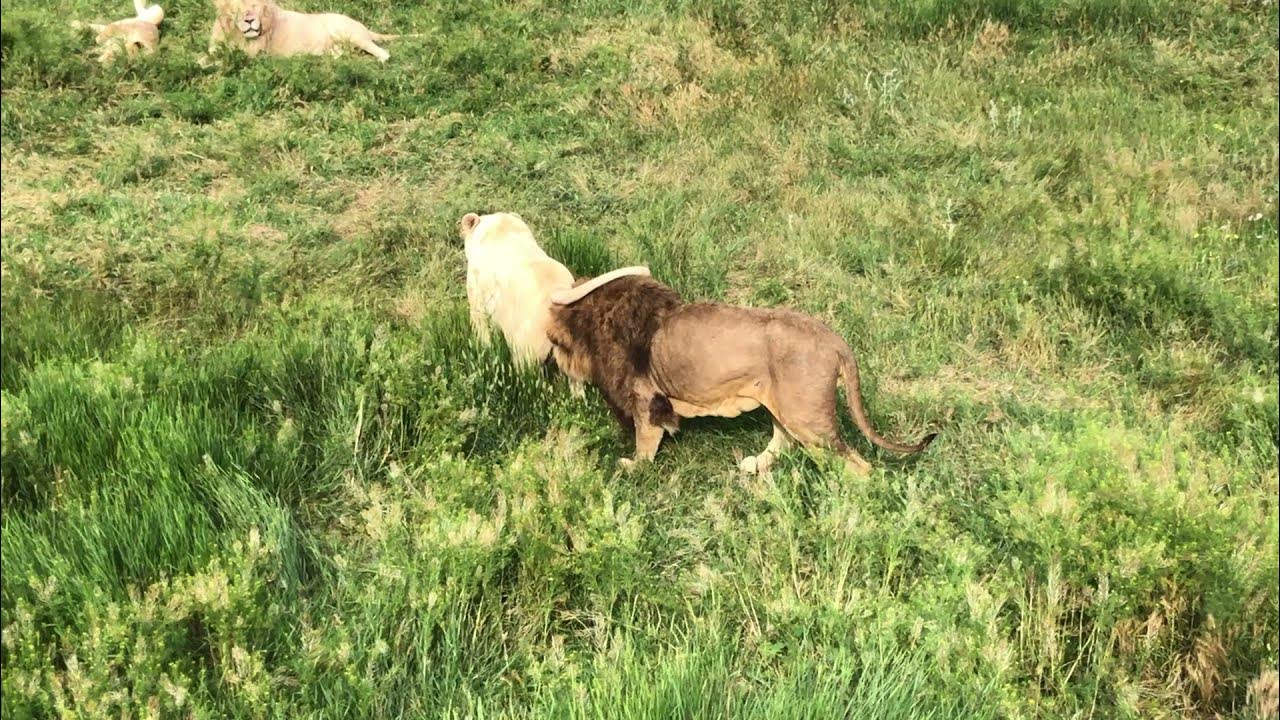 Lion Basic Facts About Lions Defenders of Wildlife - YouTube