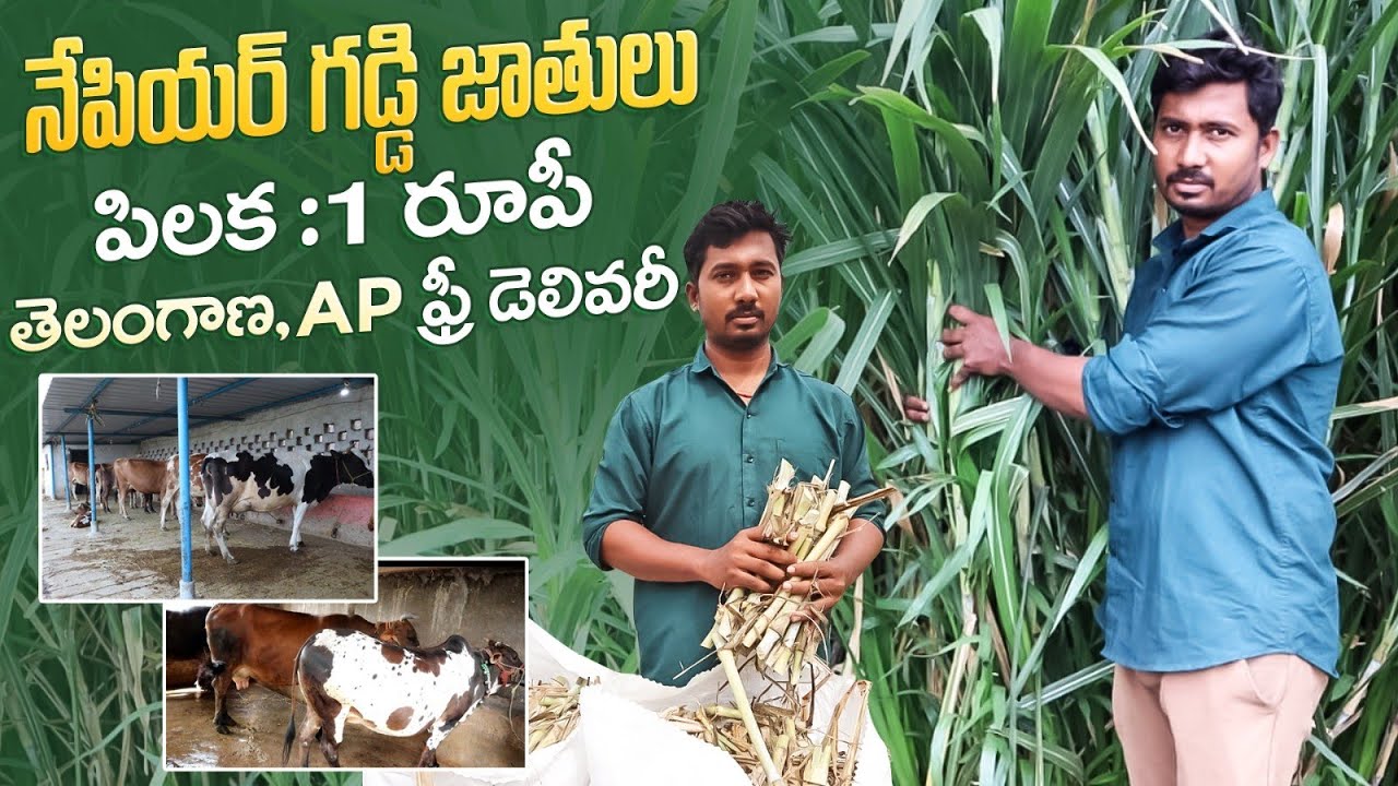 4g bullet napier grass/napier grass/ తెలంగాణ,AP లకు స్టెమ్స్ ఫ్రీ డెలివరీ