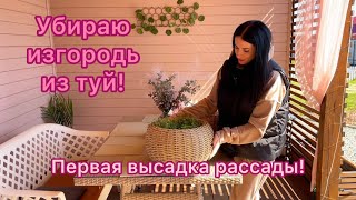 Садовый ВЛОГ из Сибири! Избавляемся от живой изгороди! Первая высадка рассады в грунт!