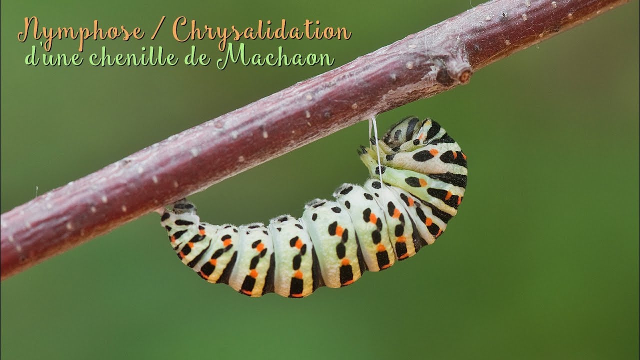 NON ASMR ~ Nymphose / Chrysalidation d'une chenille de Machaon
