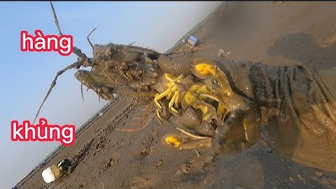 sáng sớm đi bắt tôm tít, đạp hang cá ngát cái kết (lê nghiã cần giờ)