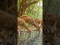 RATBooks | truecopythink | Oru Kadariku Kadha | J Devika