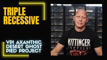 Did we hit the TRIPLE RECESSIVE?!  ----- VPI Axanthic Desert Ghost Pied Project!